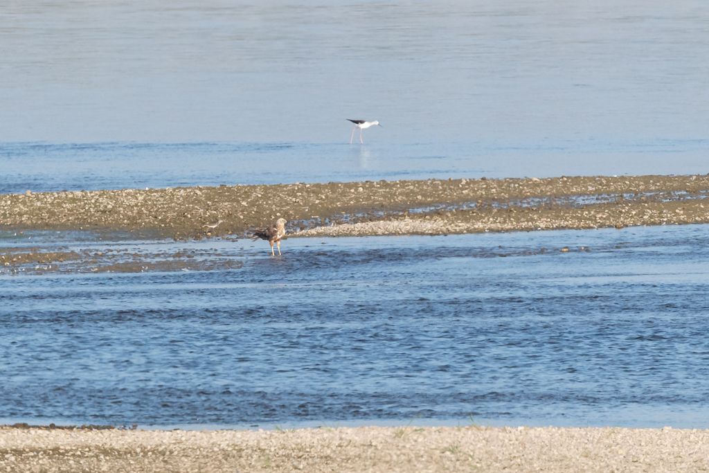 ID Rapace, (Poiana ?), No, Falco di palude, maschio